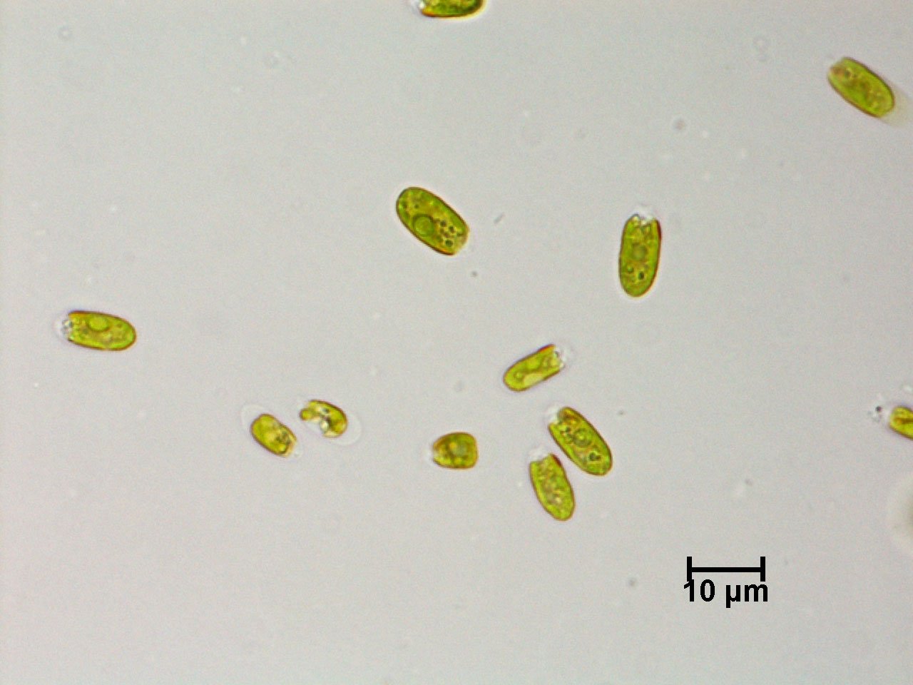 Chlamydomonas reinhardtii (Code- 5A1SS)